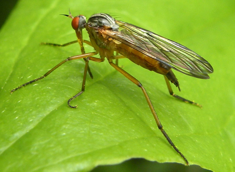 Empis (Xathempis) stercorea (Empididae)